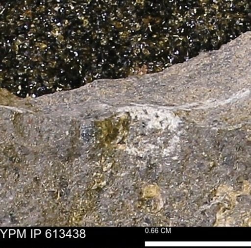 Scaphites sp.