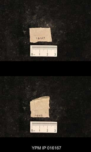 Chelopterum peregrinum