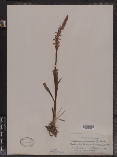 Ibidium cernuum