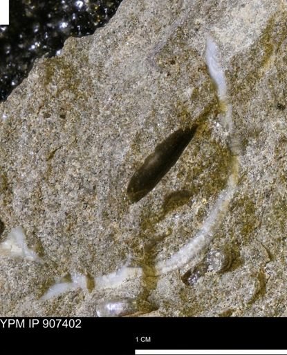 undet. Bivalvia
