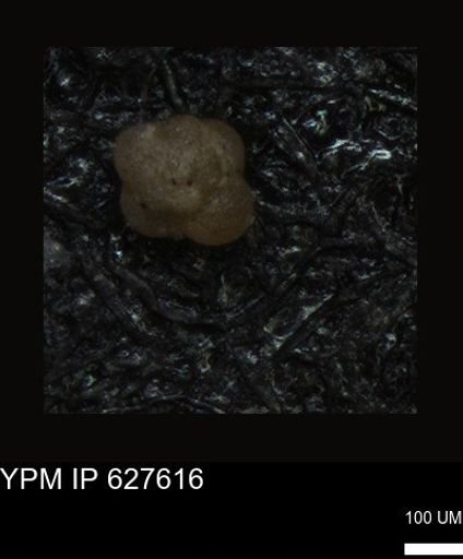 undet. Foraminiferida