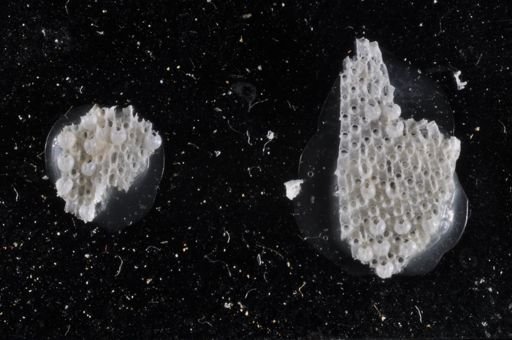 Thalamoporella californica