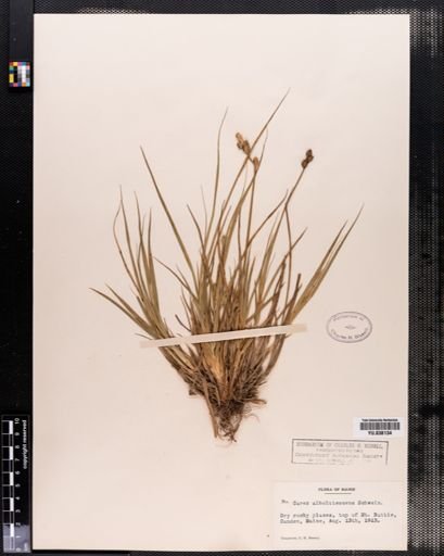 Carex albolutescens