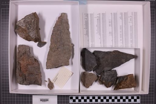 mixed taxa, stratigraphic collection