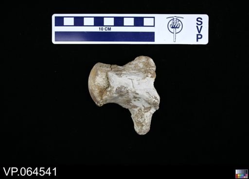 undet. Mosasauridae