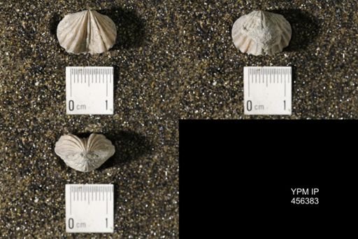 Platystrophia biforata