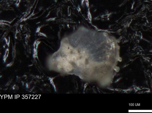 undet. Foraminiferida