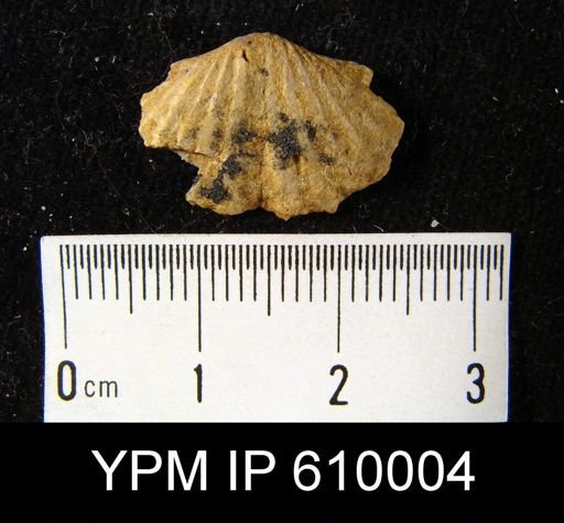 Spirifer cf. cyclopterus