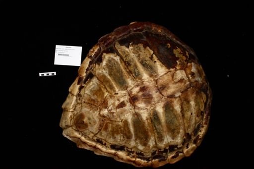 Cheloniidae
