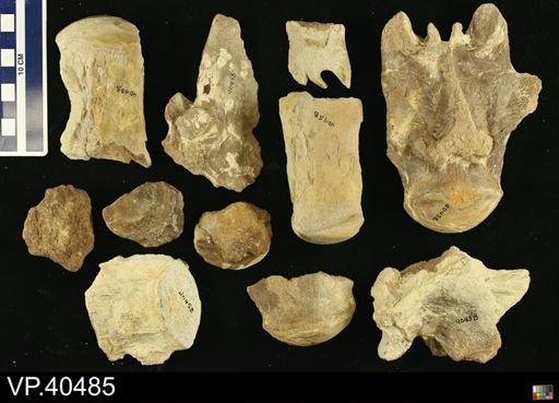 Platecarpus sp.