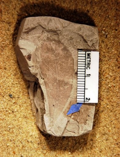 Celastrophyllum spatulatum