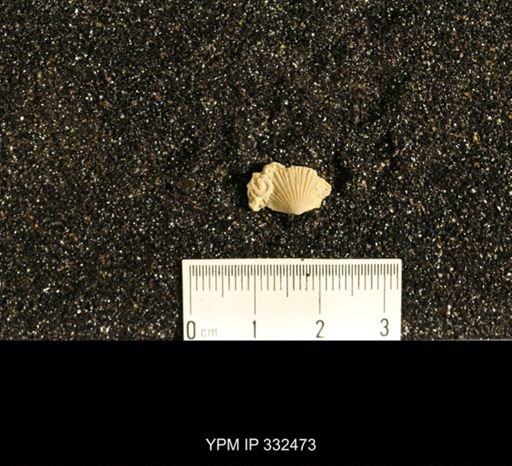 Plectorthis sp.