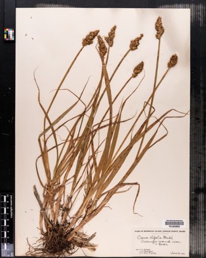 Carex stipata