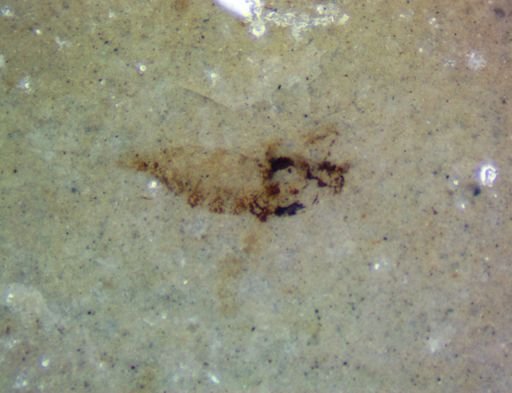 undet. Hexapoda