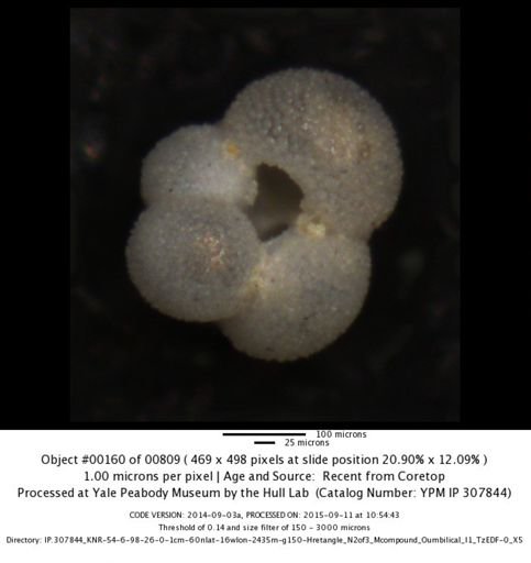 undet. Foraminiferida