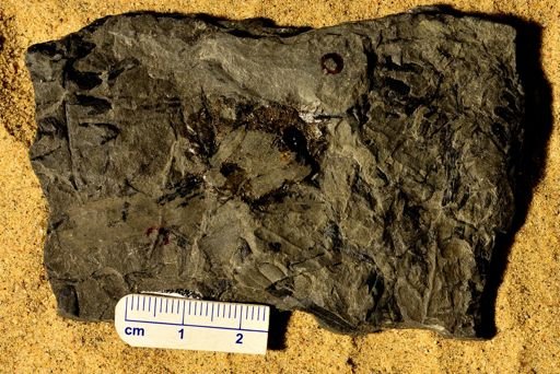 Asterophyllites sp.