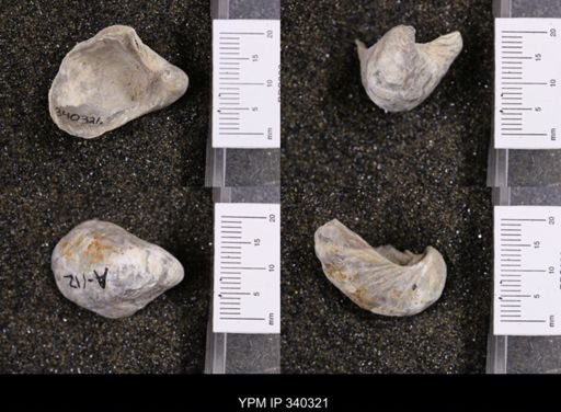 Gryphaea marcoui
