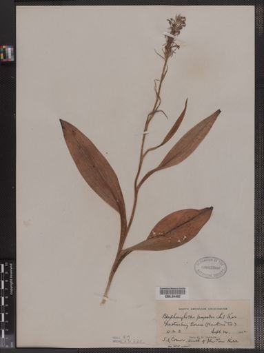 Blephariglottis psycodes