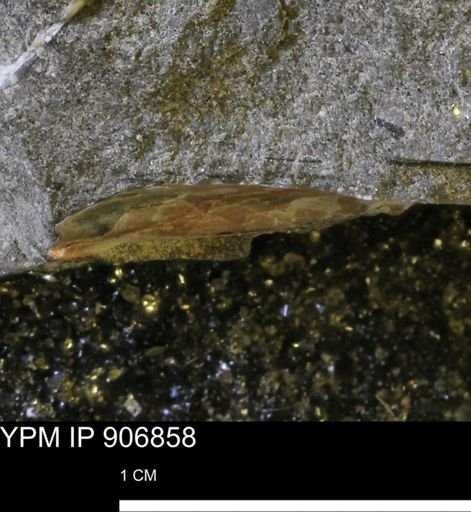 Pseudoptera sp.