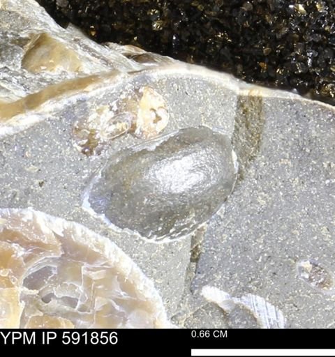 Mollusca