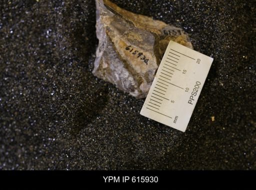 Inoceramus sp.