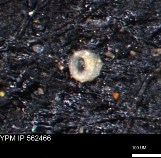 Coccolthiophyceae
