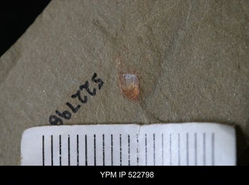 Chelicerata