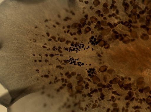 Pleioplana atomata