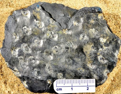 Stigmaria sp.