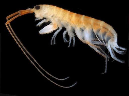 Pseudorchestia