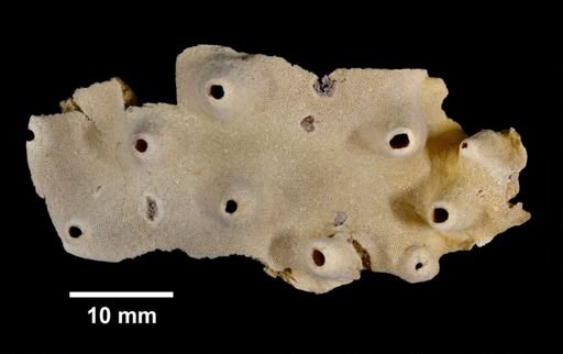 Halichondria panicea