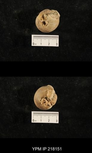 Euphemites sp.