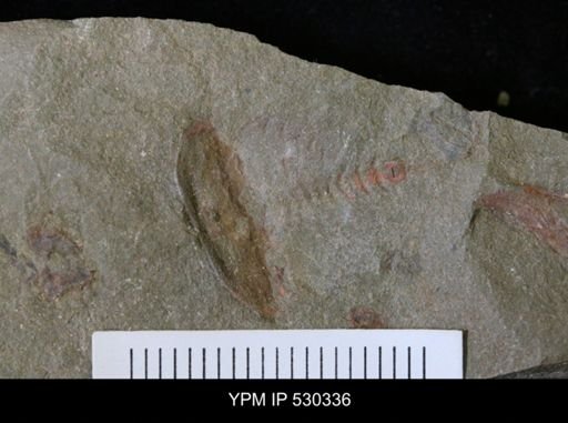 undet. Xiphosurida