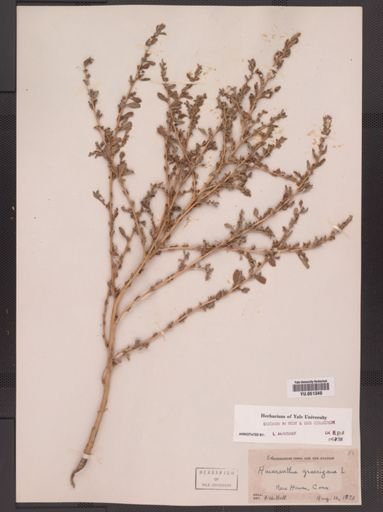 Amaranthus graecizans