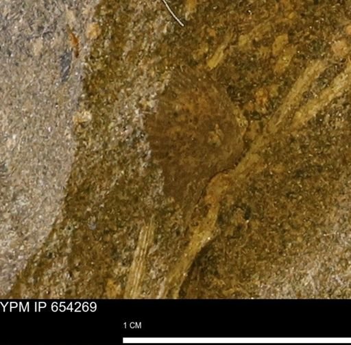 Oxytoma (Hypoxytoma)