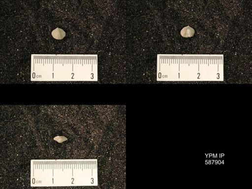 Zygospira modesta