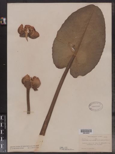 Nuphar varegatum