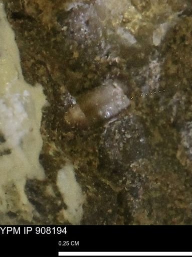 undet. Mollusca