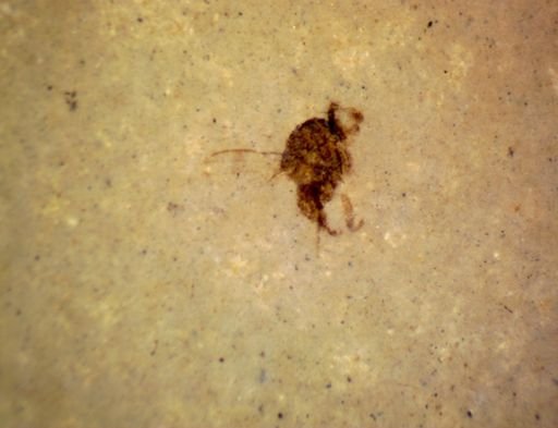 undet. Curculionidae