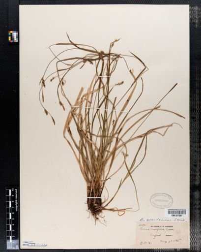 Carex gracilescens