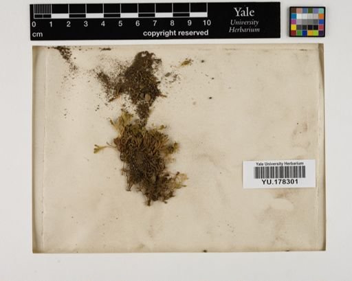 Plantae