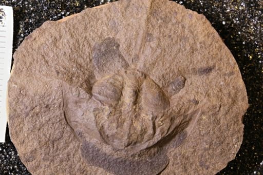 Euproops danae