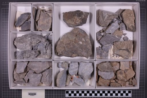 mixed taxa, stratigraphic collection