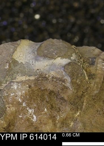 undet. Mollusca