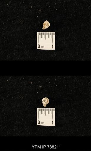 undet. Crinoidea