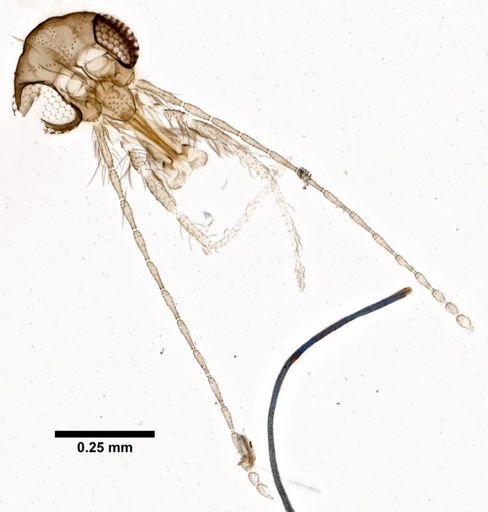 Sergentomyia nama
