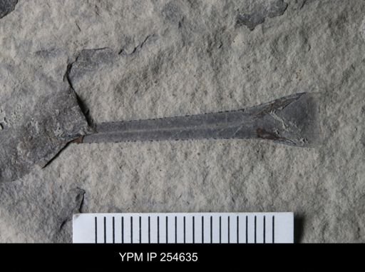 Eurypterus sp.