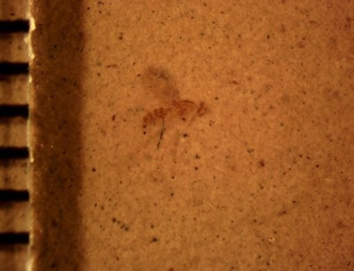 undet. Diptera