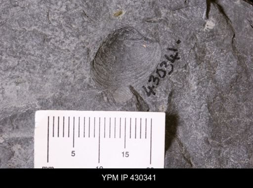 Palaeoneilo