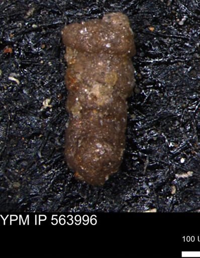 Ammobaculites euides